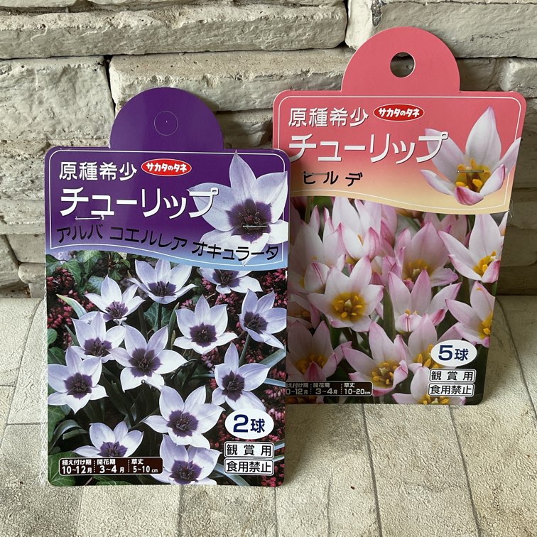 球根】原種希少リューリップ 選べる2種 ヒルデ/アルバ コエルレア
