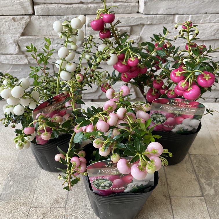 ハッピーベリー　1009 ハッピーベリー 選べる♪3色 | 鉢花・花苗 | 橋本種苗園