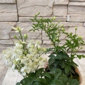仙人草|鉢花・花苗
