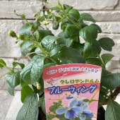 クレロテンドルム　ブルーウィング|鉢花・花苗