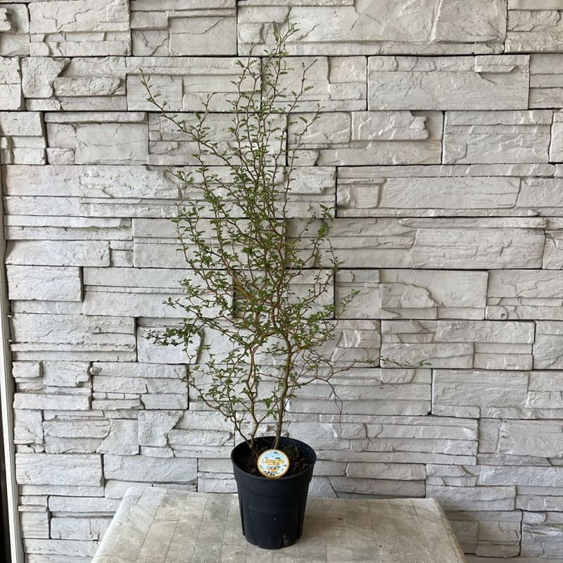 すべての商品 | 橋本種苗園オンラインストア