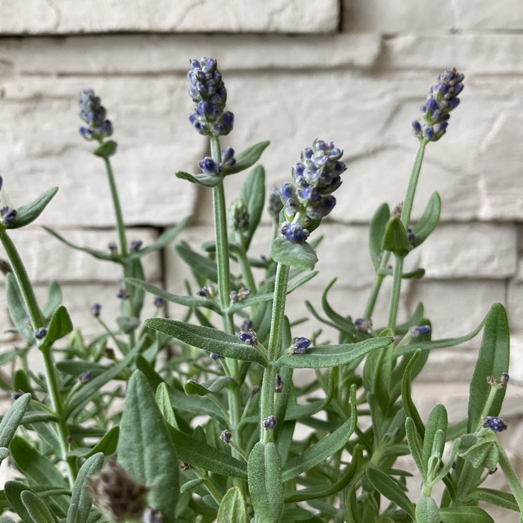 ラベンダー センティヴィア ブルー | ハーブ | 橋本種苗園オンラインストア