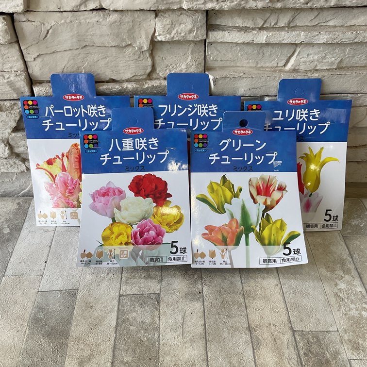 【球根】変わり咲きチューリップ　5球入り
