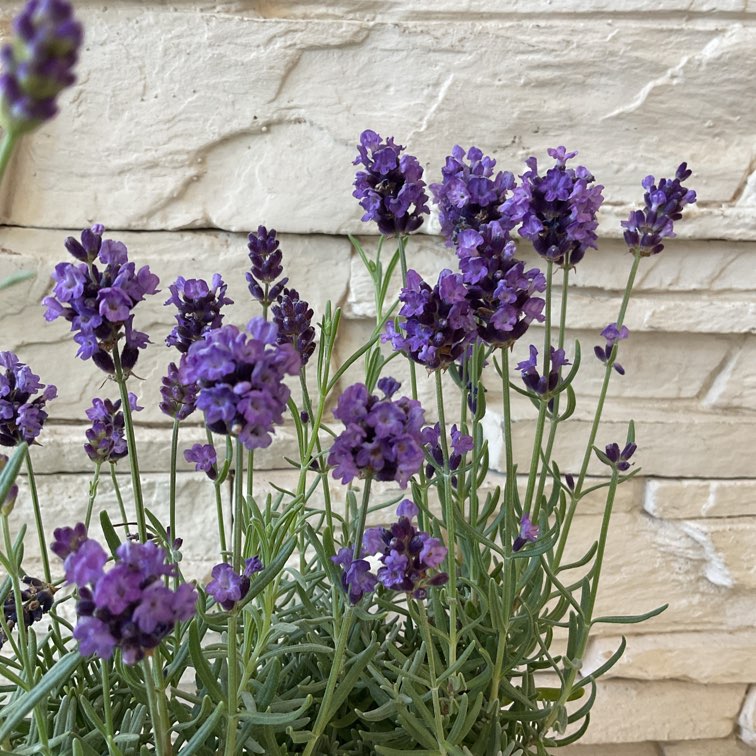 ラベンダー バレンスダークバイオレット | 鉢花・花苗 | 橋本種苗園