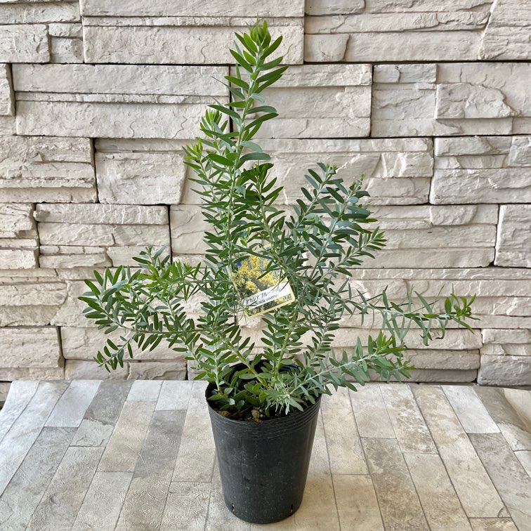 橋本種苗園オンラインストア | 商品一覧