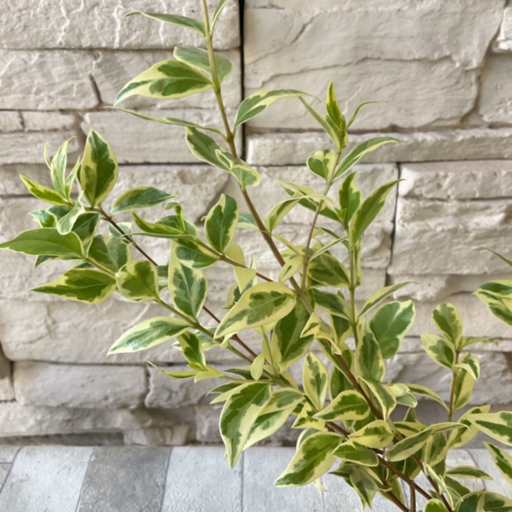 斑入りギンバイカ 3号ポット | すべての商品 | 橋本種苗園