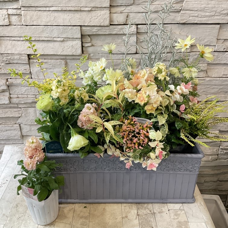 自分で作る寄せ植え花苗セット】ふんわりイエロー✖️アプリコット色色