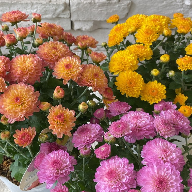 ガーデンマム　ジジ　ドライフラワー　H-480　11/23まで ガーデンマム ジジ ドライフラワー H-499 - メルカリ