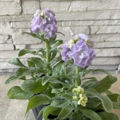 八重咲きストック　薄紫 ３寸ポット|鉢花・花苗