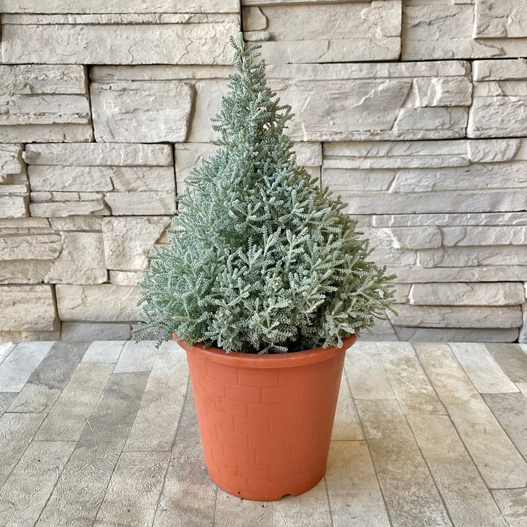 サントリナ コットンラベンダー 5号ポット | すべての商品 | 橋本種苗