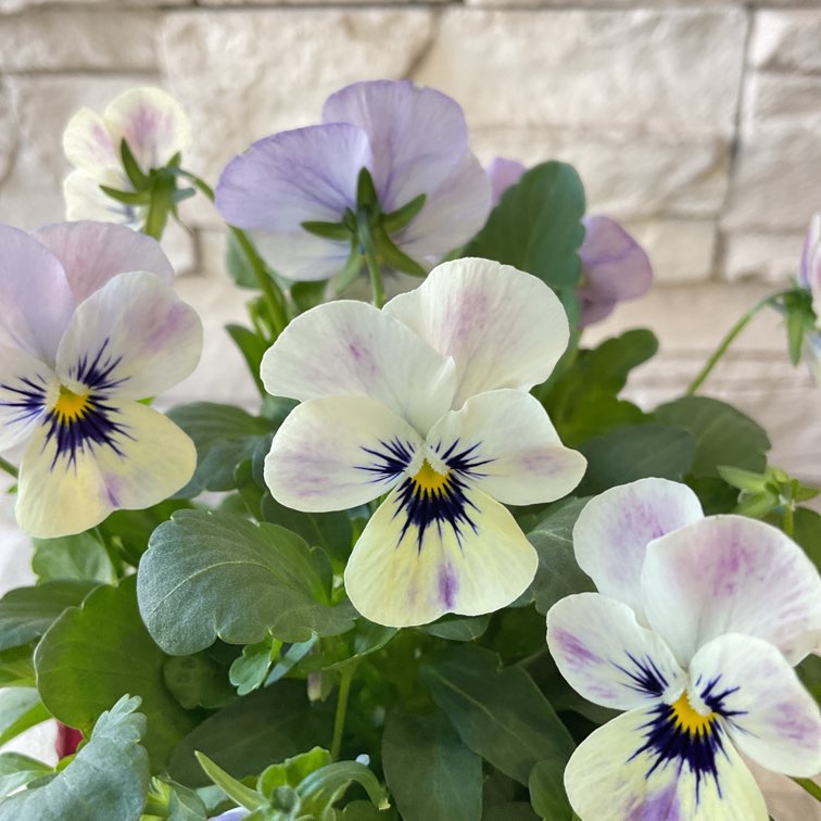 サイカスデソラタ（4苗セット） サイカスデソラタ（4苗セット） サイカスデソラタ（4苗セット