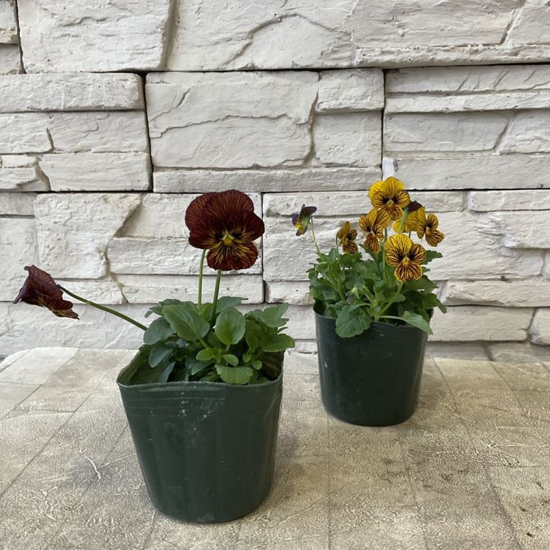 【SALE】ビオラ　タイガーアイ　選べる♪2色　3寸ポット