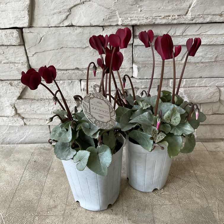 シクラメン　スノーショコラ 3.5寸ポット