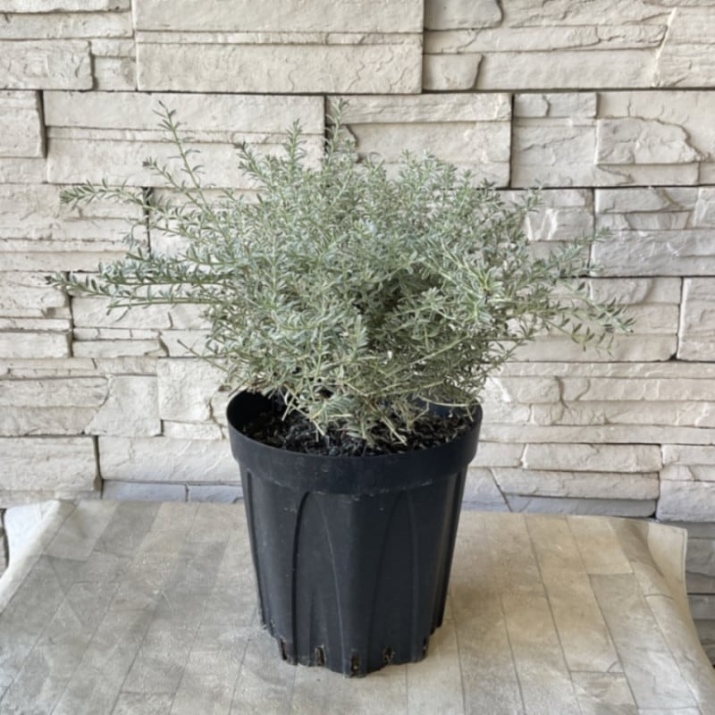 すべての商品 | 橋本種苗園オンラインストア