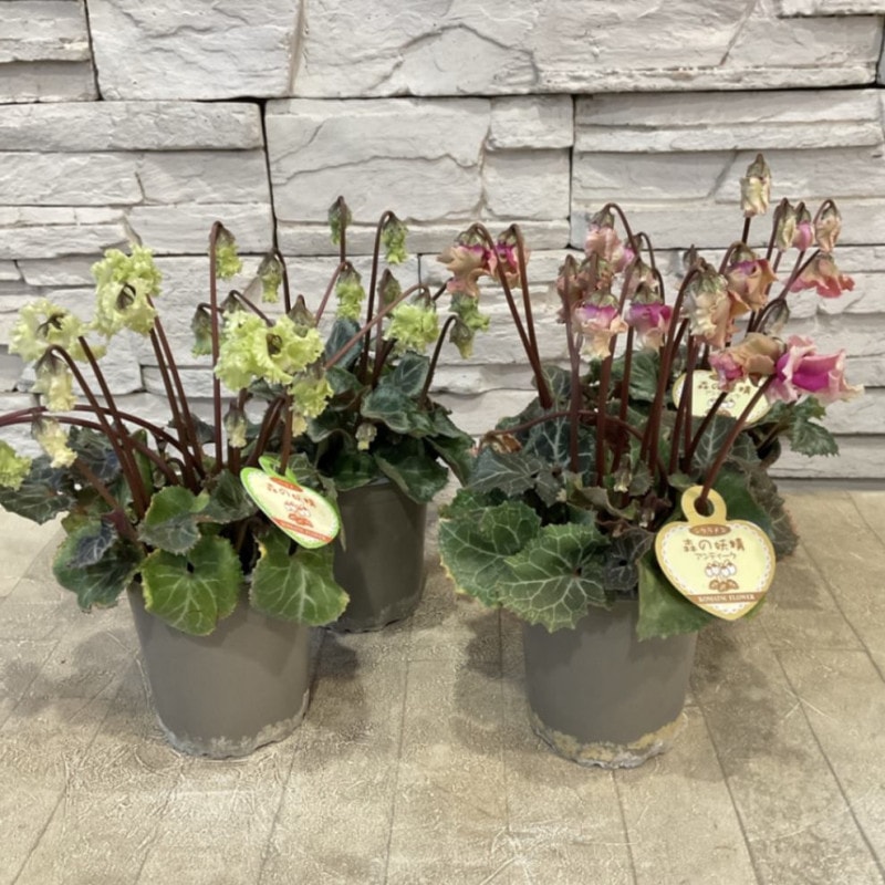 シクラメン　森の妖精　選べる2色