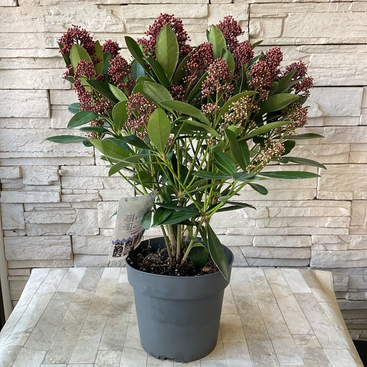 橋本種苗園オンラインストア | 商品一覧