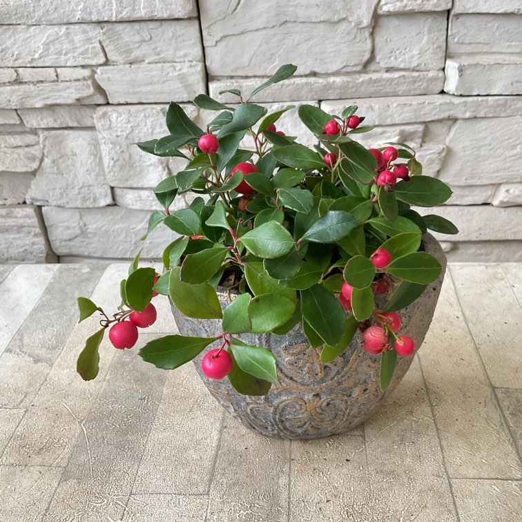 チェッカーベリー鉢植え | 鉢花・花苗 | 橋本種苗園オンラインストア