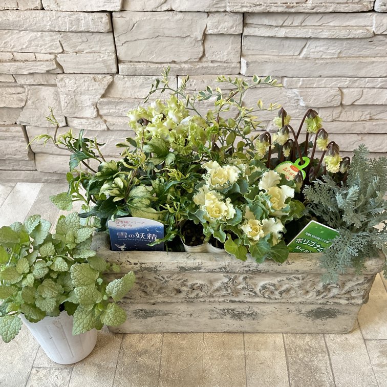 ガーデンシクラメン 森の妖精 アンティーク➀ 硬質ポット苗《10/25