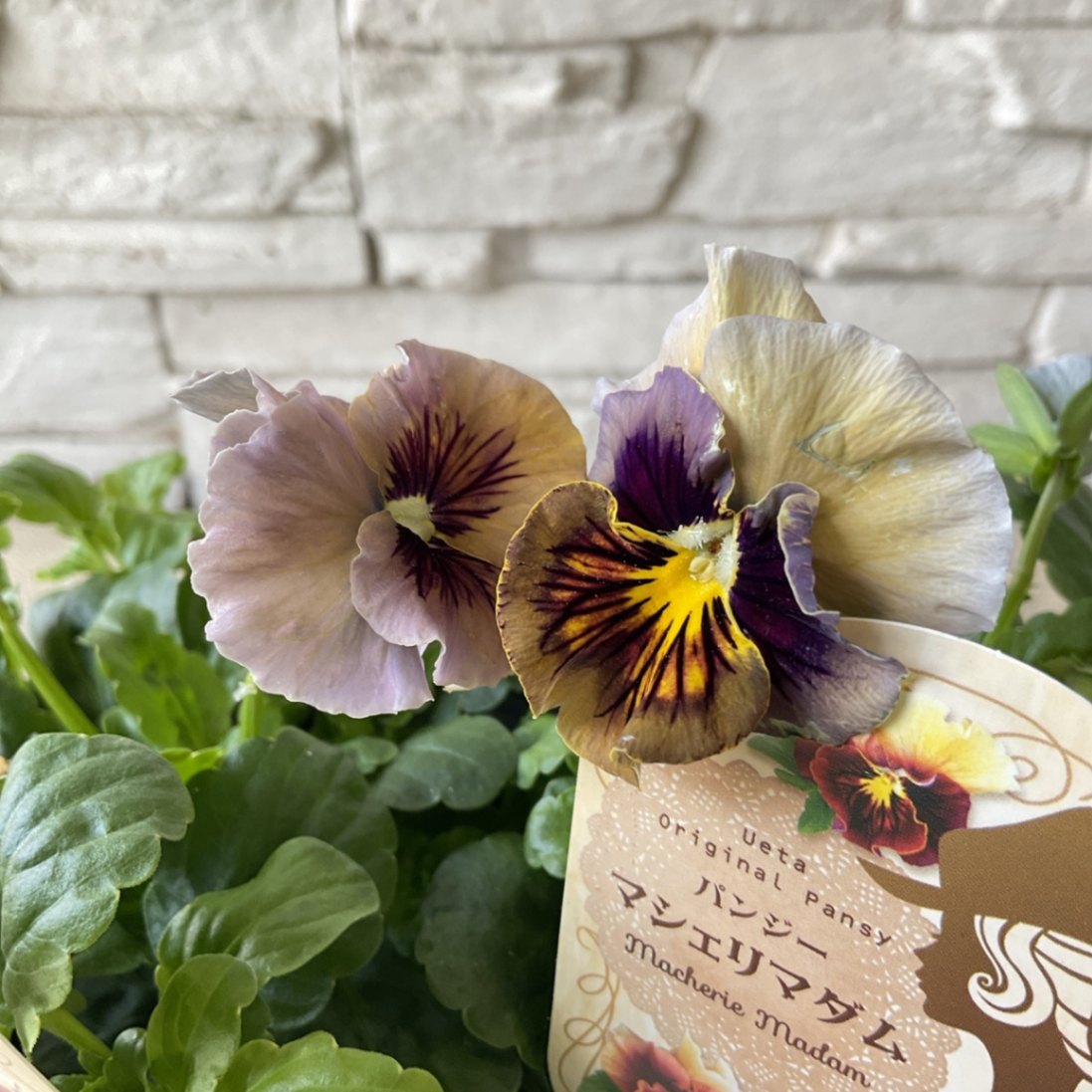 パンジー マシェリマダム 3.5寸ポット | 鉢花・花苗 | 橋本種苗園