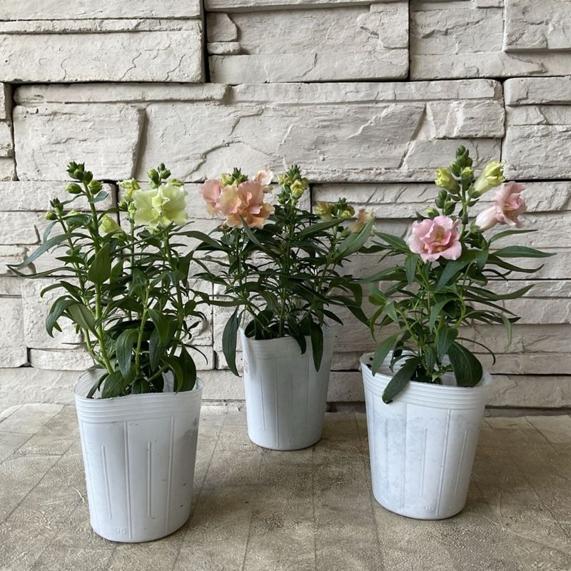 キンギョソウ　トゥイニー　選べる♪3色　3寸ポット