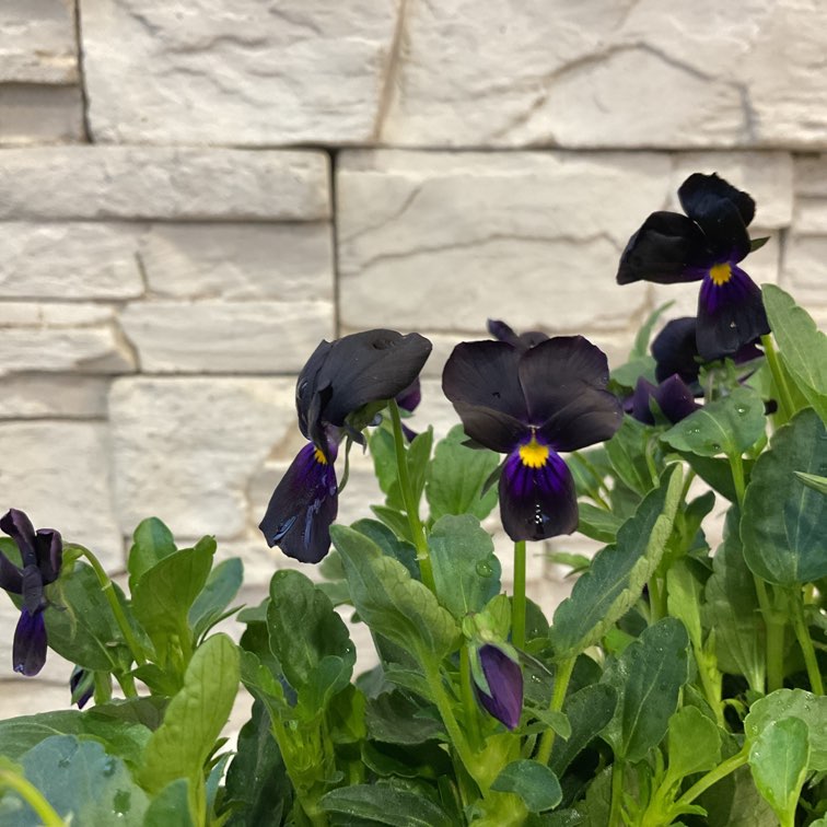 人気種❗️ 黒肌金棘　ガラパゴスウチワ　子株付き Yahoo!オークション - 黒肌 白棘 ガラパゴス 団扇 ガラパゴスウチワ サ