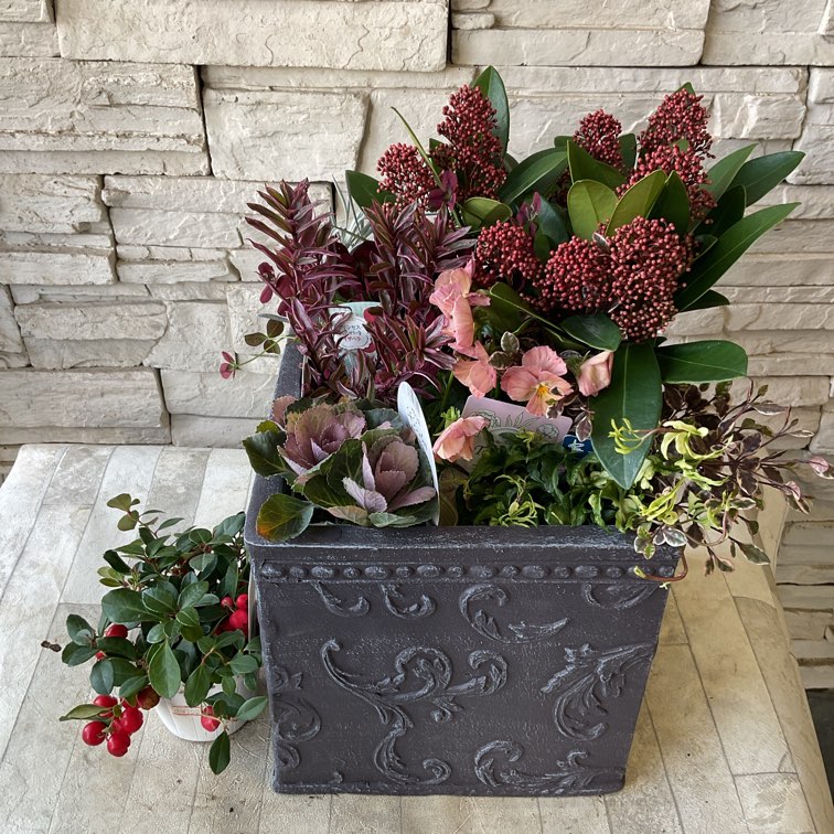 自分で作る寄せ植え花苗セット】スキミア赤で作るシックシックな寄せ