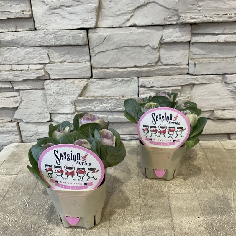 鉢花・花苗 | 橋本種苗園オンラインストア