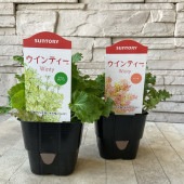 サントリー　桜草　ウィンティー　ライムグリーン/ピーチ　選べる2色