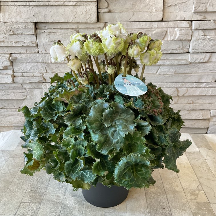 ラグジュアリーシクラメン アイスプリンセス 5号鉢 | 鉢花・花苗