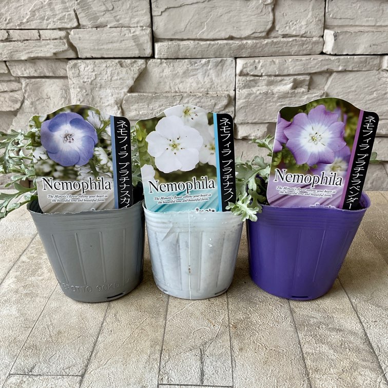 ネモフィラ 選べる♪3色 3号ポット | 鉢花・花苗 | 橋本種苗園