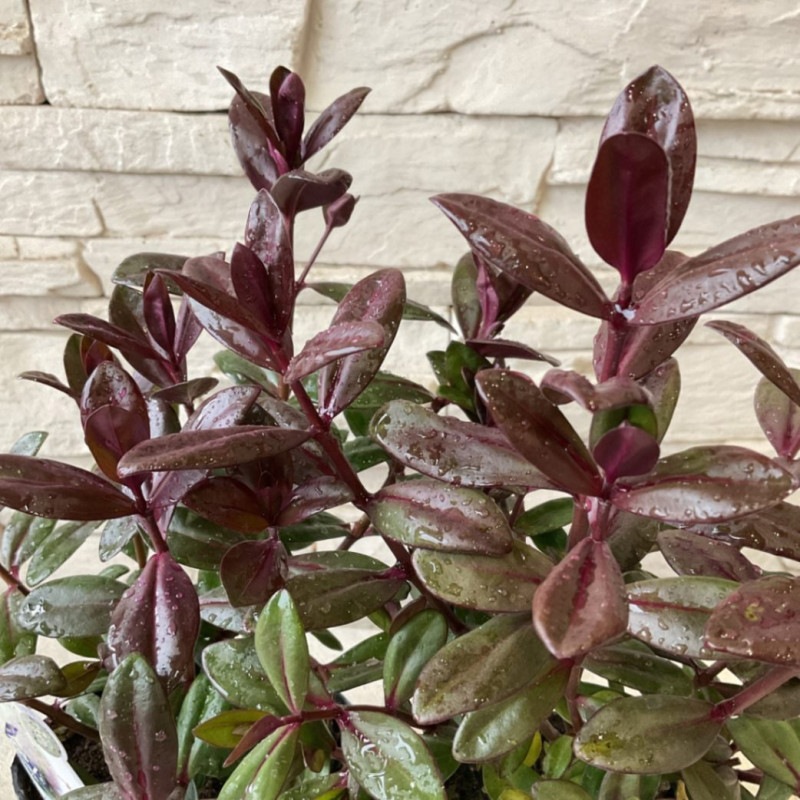 超希少！優木園さん ザラゴーサSPノバ 札付き 子株2個付き