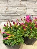 オキザリス　もものかがやき|鉢花・花苗