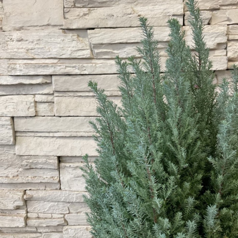 nalu様 8苗 大量苗セット 季節の花苗 おまかせセット 9ポット 1187 hananae-32 : 買援隊