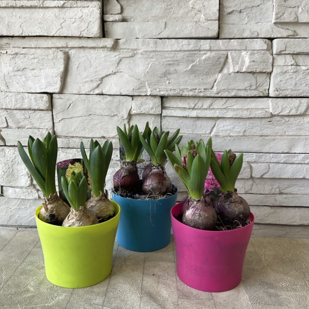 ヒヤシンス 選べる♪3色 4号鉢 | 鉢花・花苗 | 橋本種苗園オンラインストア