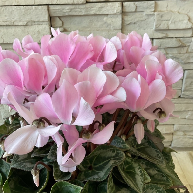 ぽてちさまご購入品　リメイク鉢　角丸鉢 淡いピンクのお花 ぽてちさまご購入品リメイク鉢角丸鉢 淡いピンクのお花