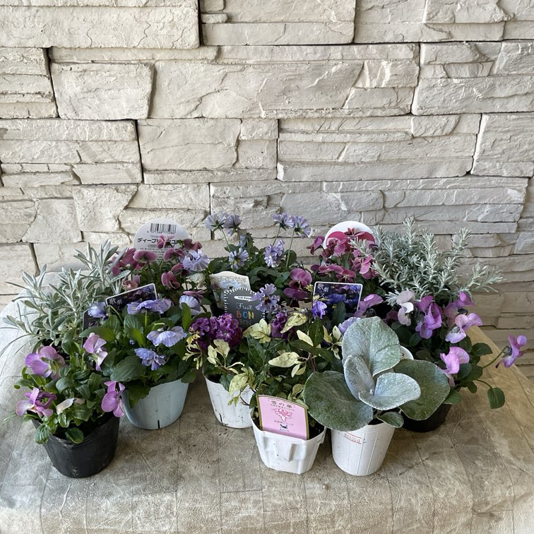 福袋!! 7000円相当!!】人気種の入ったパンジー・ビオラ花苗セット