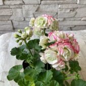 バラ咲きゼラニウム　エンゼルブーケ 3.5寸ポット|鉢花・花苗