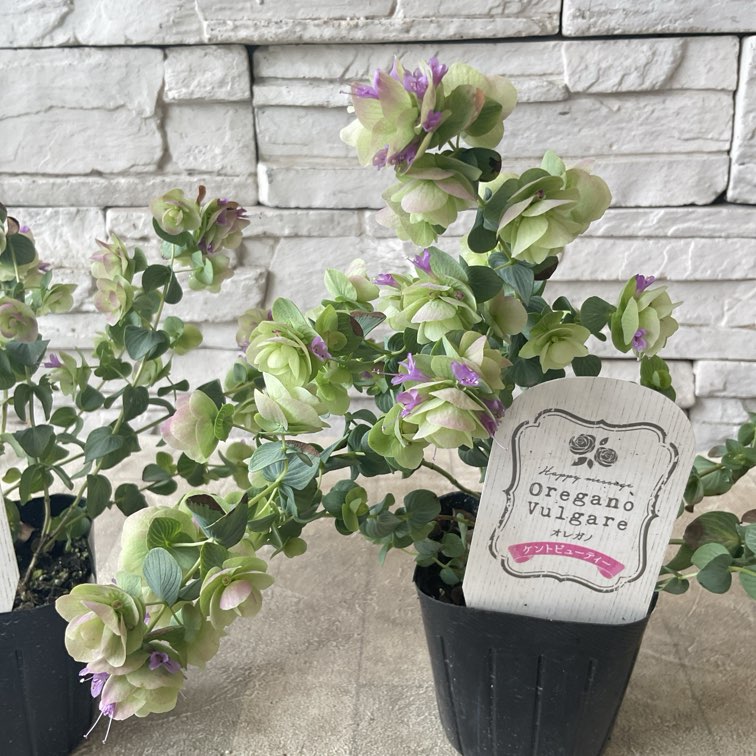 オレガノ ケントビューティー 3寸ポット | 鉢花・花苗 | 橋本種苗園