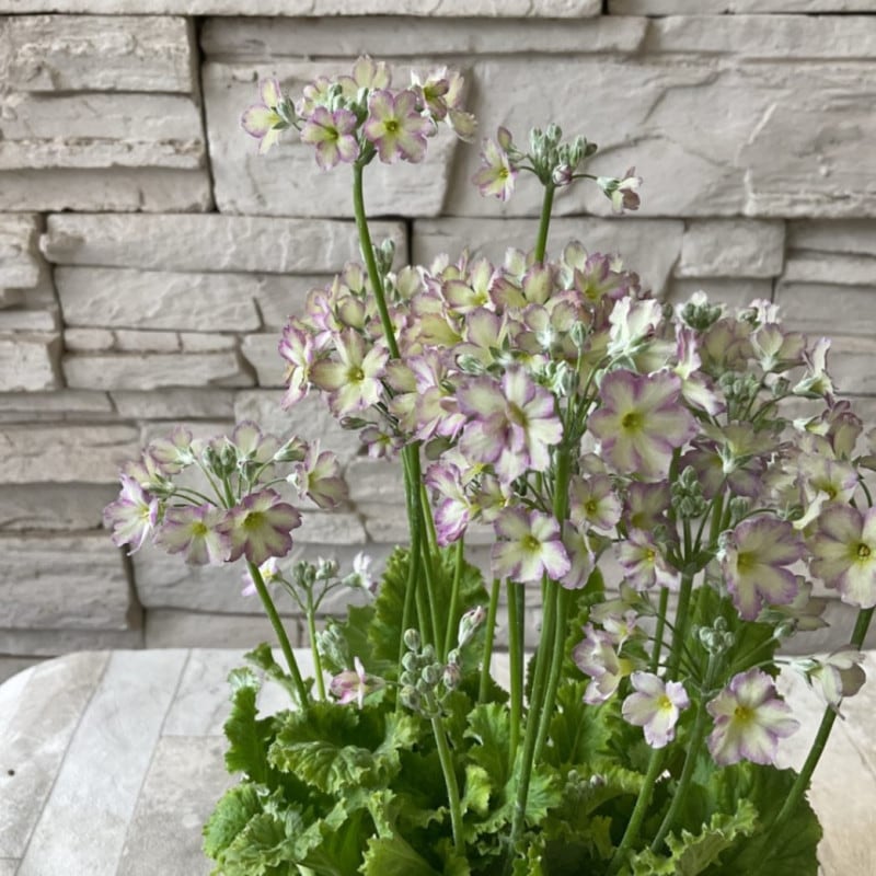 鉢花・花苗 | 橋本種苗園オンラインストア