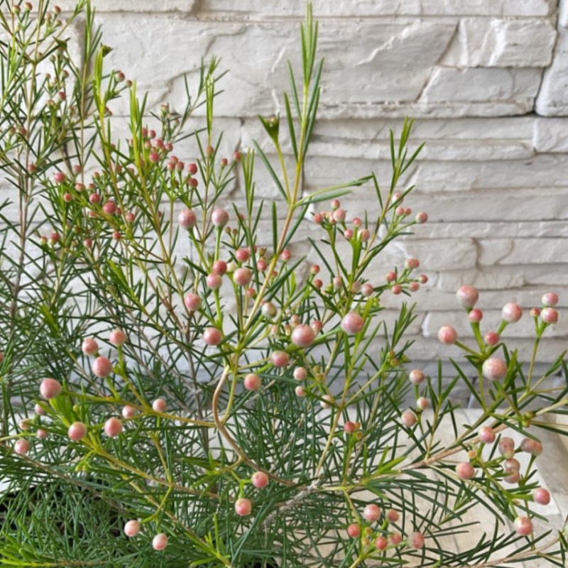 すべての商品 | 橋本種苗園オンラインストア