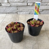 多肉植物　虹の玉　|鉢花・花苗