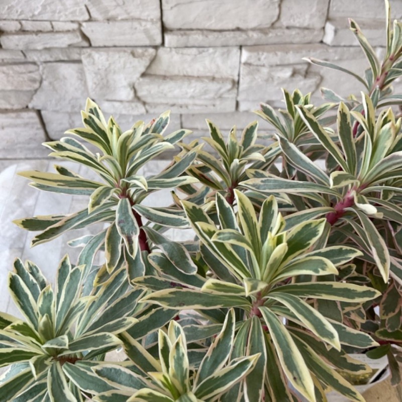 すべての商品 | 橋本種苗園オンラインストア