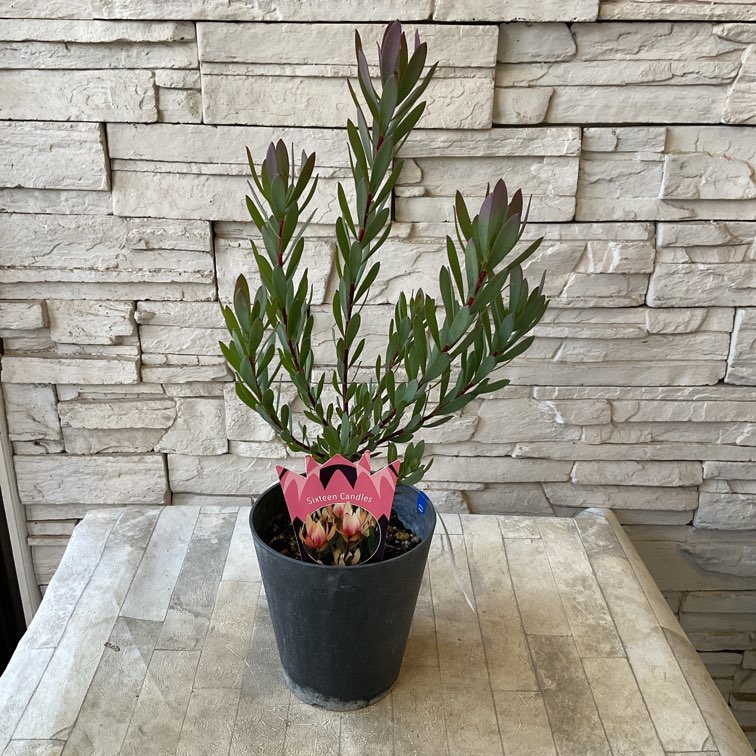 【SALE】リューカデンドロン⋆︎*シックなハーフリース♪ミモザ蕾⑅︎ ケイトウとリューカデンドロン プルモーサムのスワッグ – Gleam