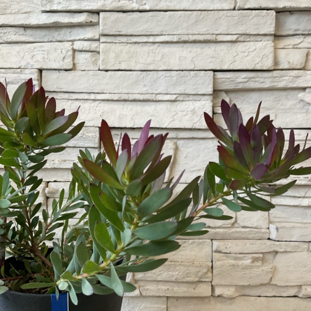 リューカデンドロン デビルズブラッシュ | 鉢花・花苗 | 橋本種苗園