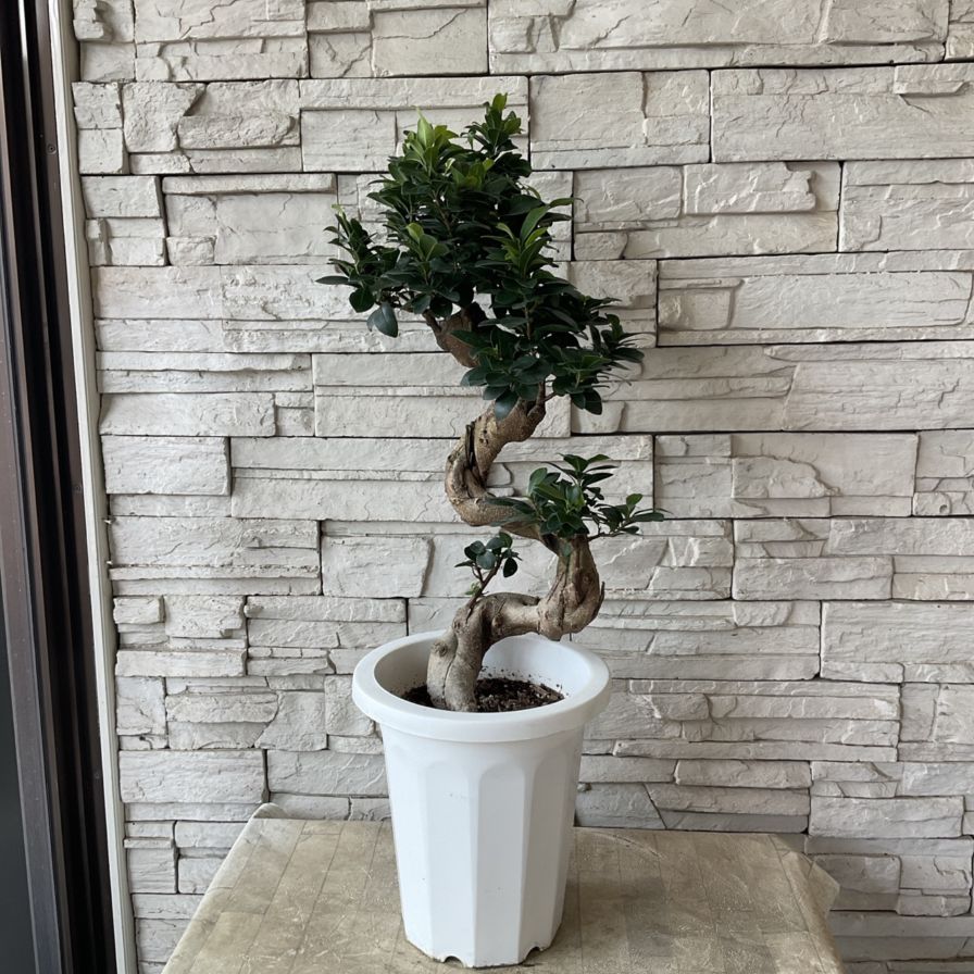 送料無料】【観葉植物】ガジュマル 8寸鉢 | 鉢花・花苗 | 橋本種苗園