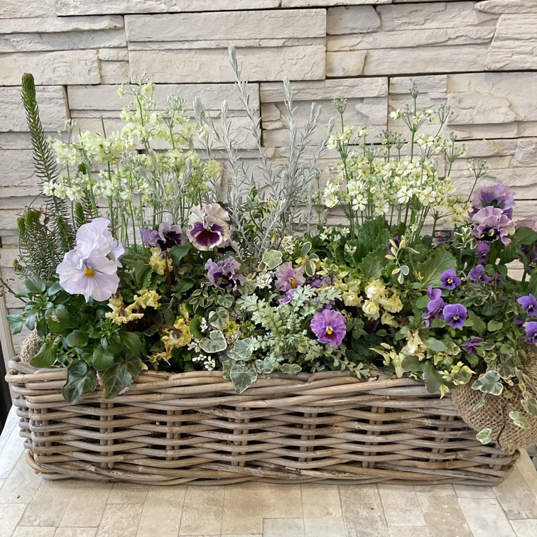 マラコイデス、パンジービオラのナチュラル寄せ植え | 寄せ植え | 橋本