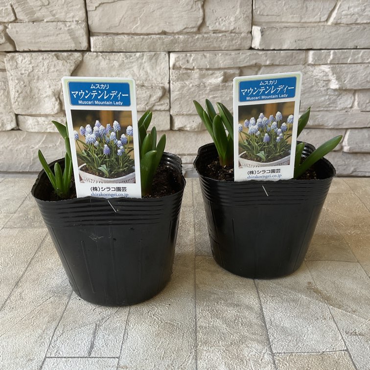 華泉の花 ノウゼンカズラ（凌霄花） 2023/07/02 | 中国原産の落葉つる性木