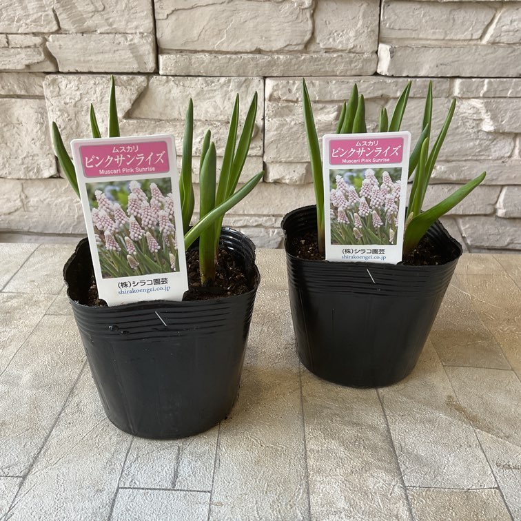 【見切品】ムスカリ　ピンクサンライズ