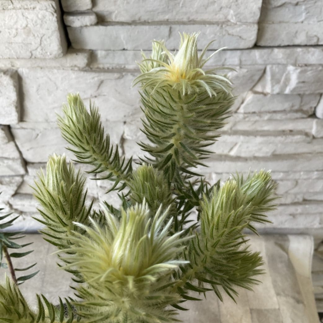 フィリカプベッセンス ワフトフェザー 5寸鉢 | 鉢花・花苗 | 橋本種苗