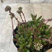 多肉植物　紅稚児 3寸ポット|鉢花・花苗